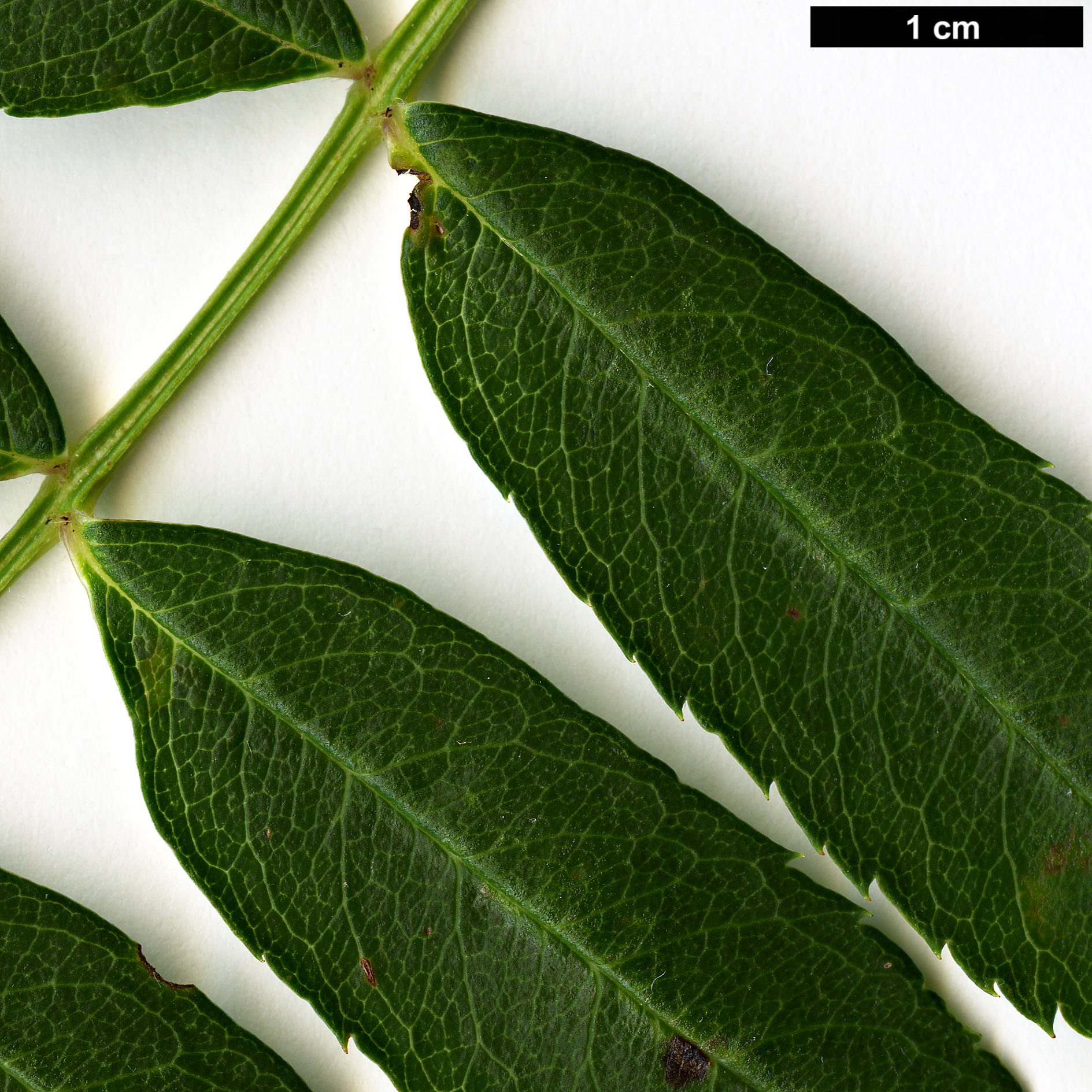 High resolution image: Family: Rosaceae - Genus: Sorbus - Taxon: bulleyana